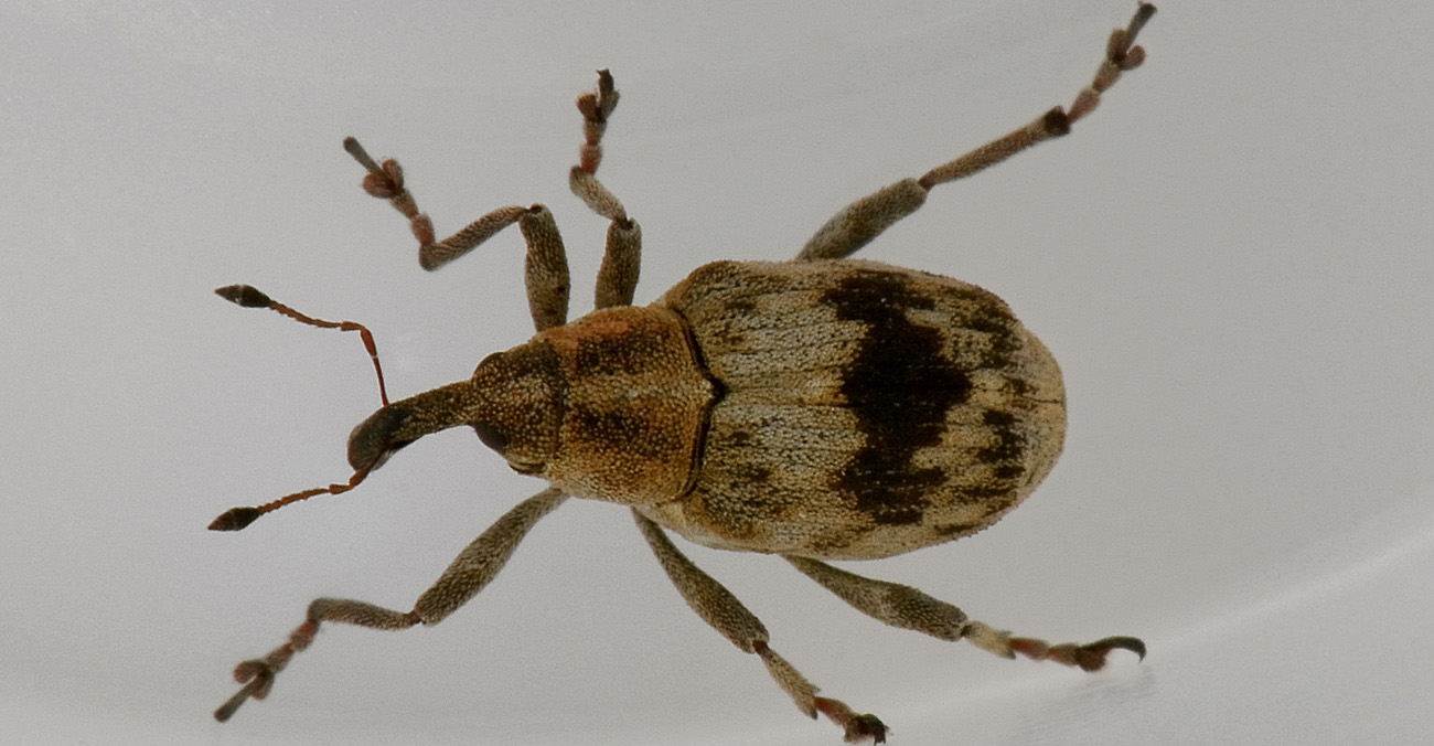 Tapeinotus sellatus - Curculionidae